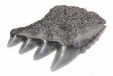 Fossil Cow Shark (Notorynchus) Tooth - Maryland #71093-1